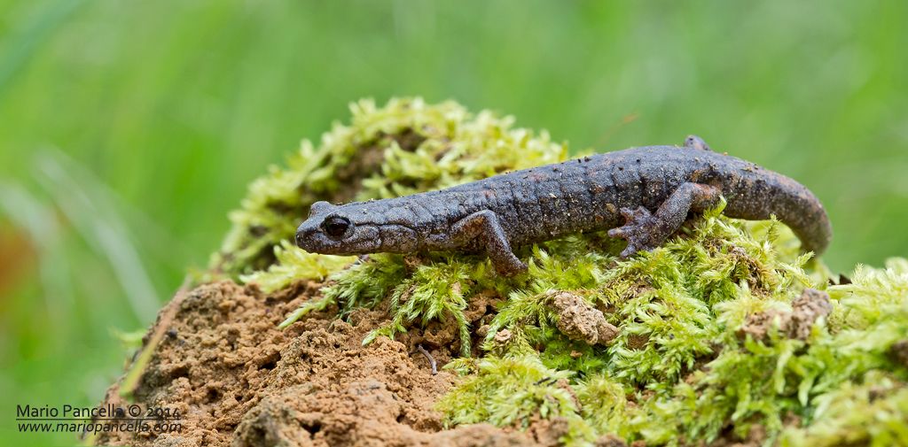 ID Salamandra - Hydromantes (Speleomantes) italicus